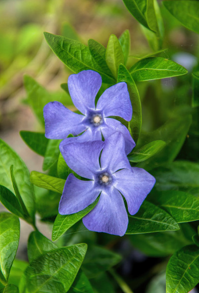 五颜六色的蓝色的长春花在森林森林