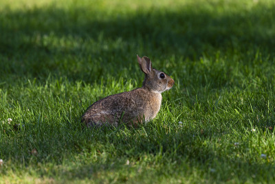 东部棉尾鮰(Sylvilagus floridanus)。