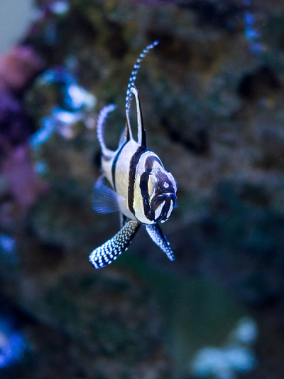 珊瑚礁水族馆里的邦盖红雀(翼龙)