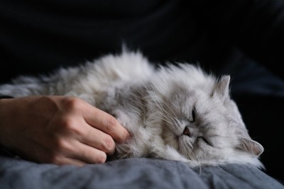 猫睡在床上与主人的手