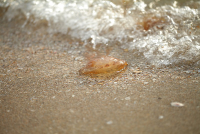 水母