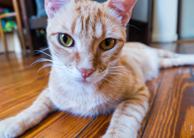 年轻的猫的肖像。