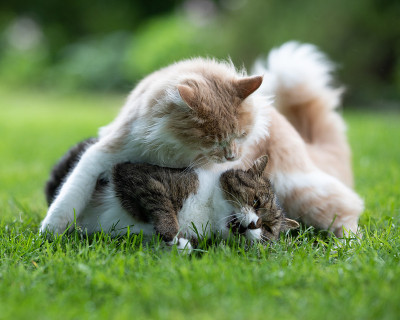 猫在花园