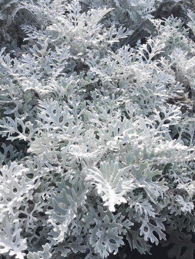 微距照片银豚草(以前被称为Senecio cineraria或Jacobaea maritima)。