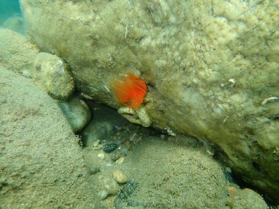 多毛纲海底光滑管虫或红点马蹄虫(管原虫)