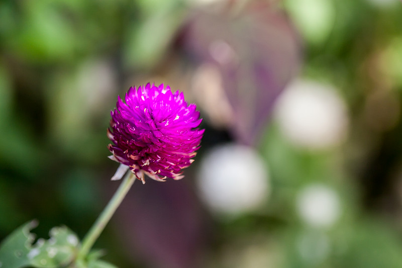 紫球苋(Gomphrena globosa)花