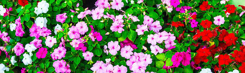 后花园有花。