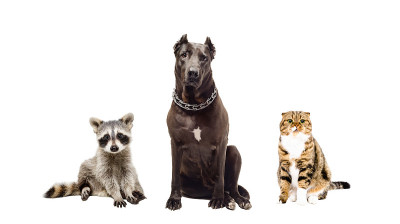 斯塔福德梗，猫和浣熊坐在一起