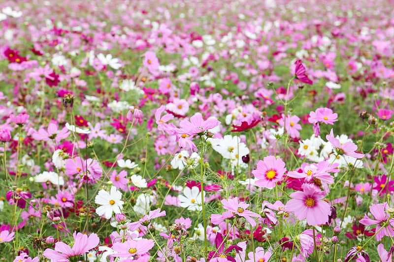 金鸡菊