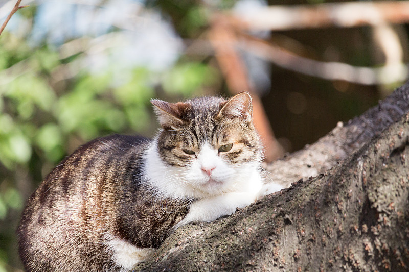 A cat sleeping on a cherry tree, at Ueno Park, Tok