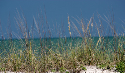 沙丘& Seaoats