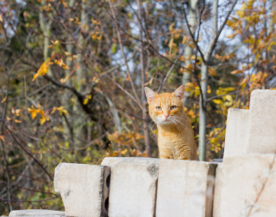 一只红毛的野猫小心翼翼地从一堆砖头后面向外张望