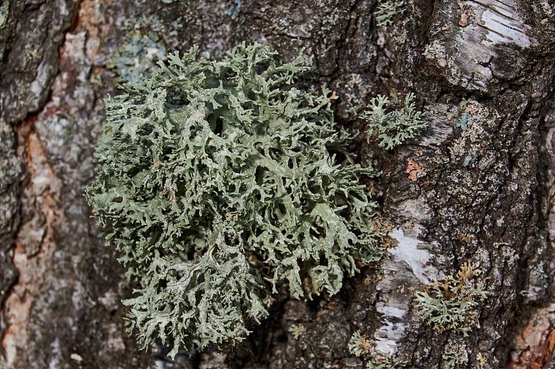 Parmelia sulcata (lat。深沟洋地衣)-地衣属的一种