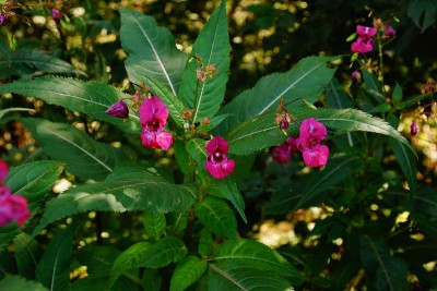 Impatiens balsamina