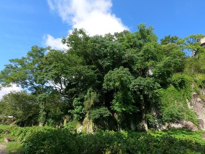 长崎的木材