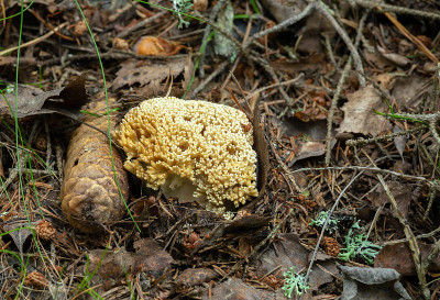 珊瑚蘑菇，Ramaria safraniolens