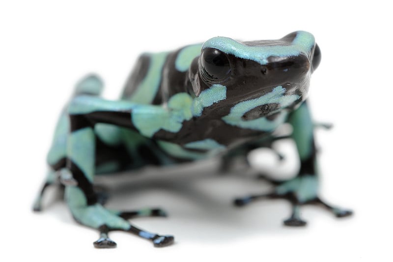 绿黑相间的箭毒蛙(Dendrobates auratus)在白色背景上