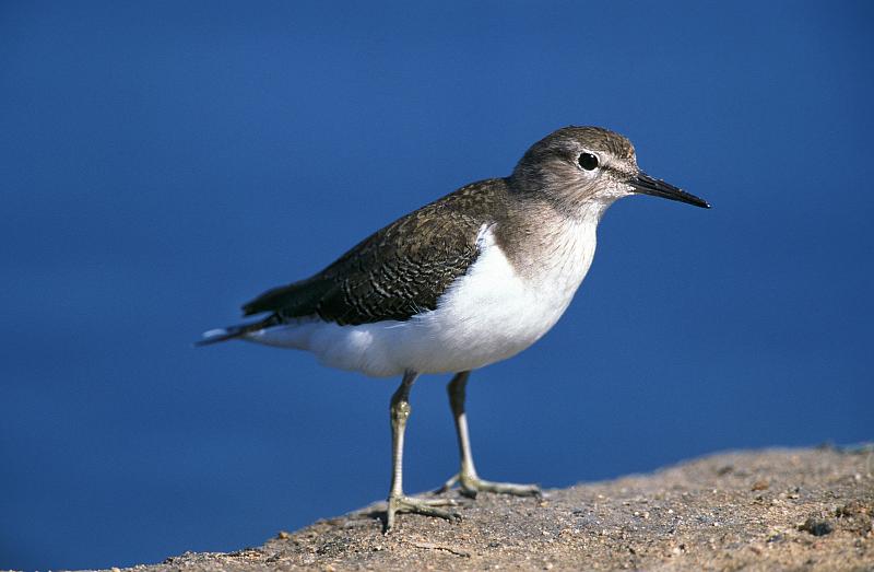 普通鹬，tringa hypoleucos，成年，纳米比亚