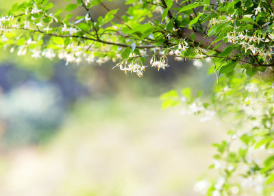 fringe-tree