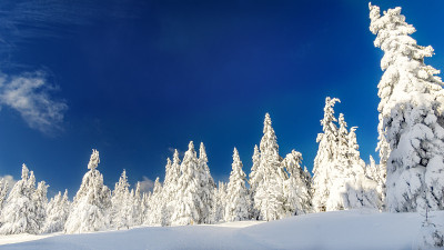 冬天森林里，树上覆盖着白雪，山上有蓝天，捷克共和国，černá hora