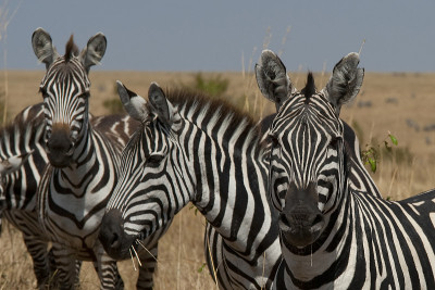 Safari