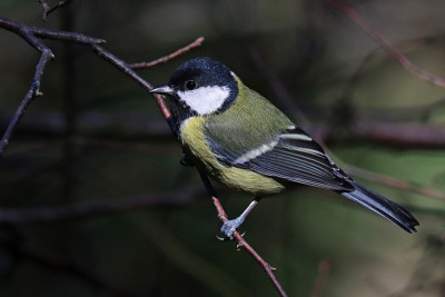 大山雀(Parus major)。