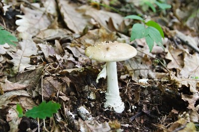 白毒伞，一种剧毒蘑菇