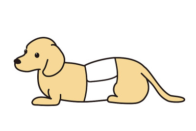 椎间盘突出。胸衣。腊肠犬。奶油。
