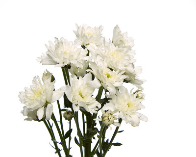 白色的菊花