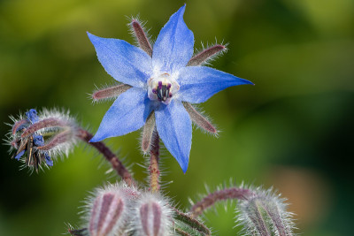 琉璃苣(borago officinalis)花
