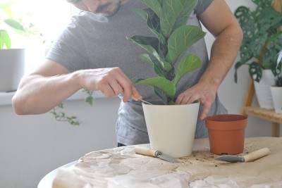 怎样把家里的植物放进盆里
