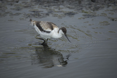 Avocet