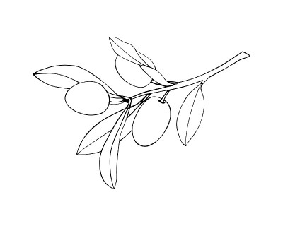 橄榄枝线性图标孤立的白色在手绘风格。矢量等高线图。