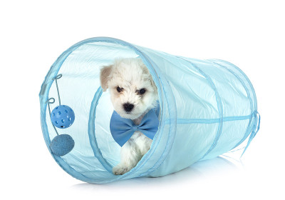 小卷毛比雄犬