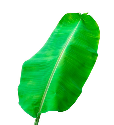 新鲜香蕉树的绿叶孤立在白色背景与修剪路径
