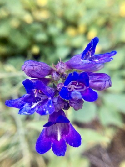 鲜艳的紫色小花penstemon / penstemon procerus