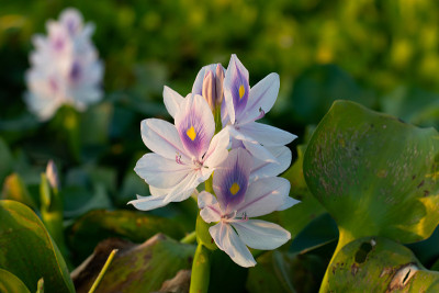 白色麝香花或凤仙花科或凤仙花