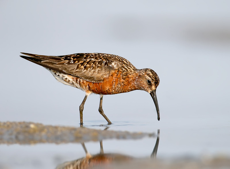 鹬(Calidris ferruginea)站在水面上