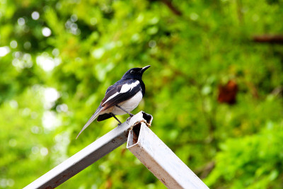 东方magpie-robin