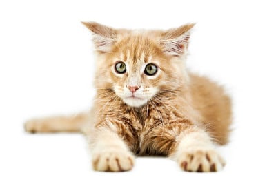 缅因猫，孤独