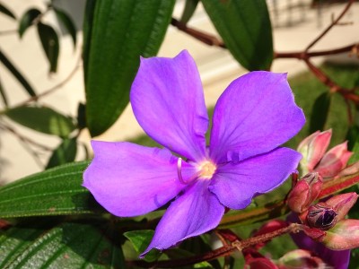 院子里开着热带紫色的花