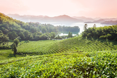 山上的绿茶园，瓷器