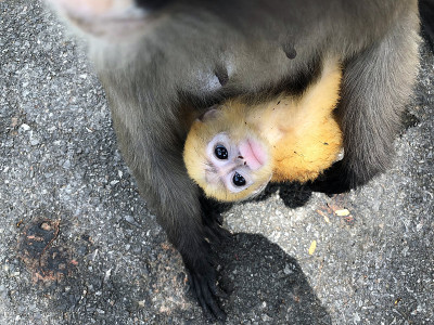 小暗叶猴和妈妈