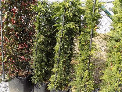 苗圃里生长着各种各样的修剪植物