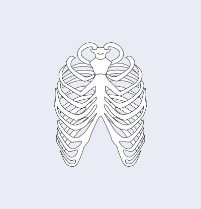胸骨肋骨白色，矢量插图