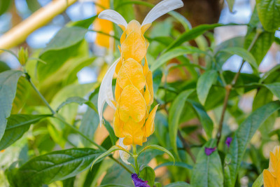 黄豆黄花。