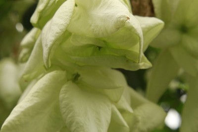 白色的Donna Envangellina (Mussaenda philippica,Donna 
