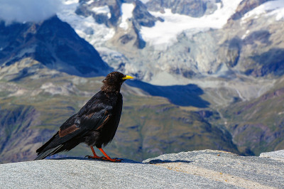 瑞士高尔格拉格的Pyrrhocorax graculus