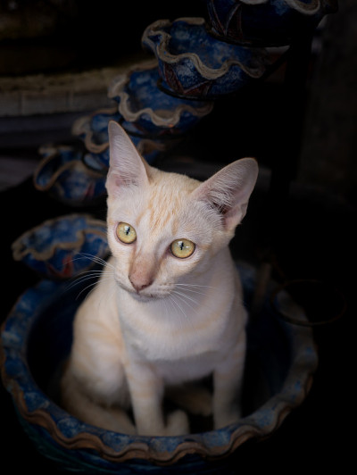 黄猫坐在锅上