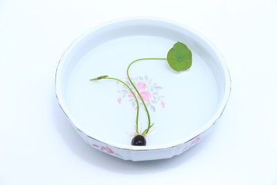 莲花